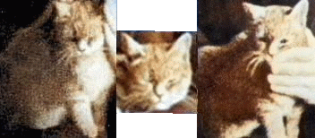 Mimi the Cat