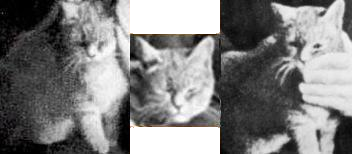 Mimi the Cat