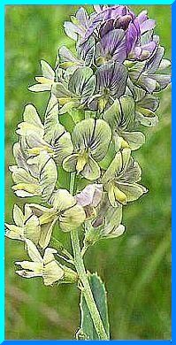 Alfalfa, the plant